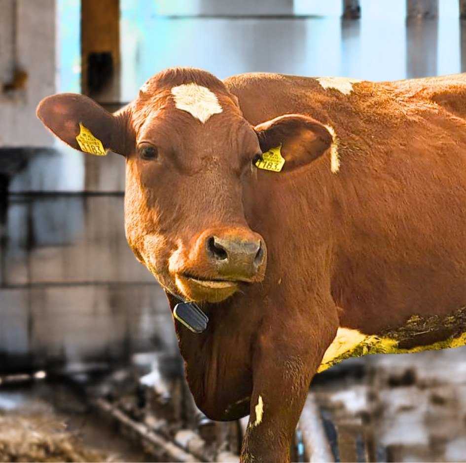 Everyday Animal Feeds — Livestock